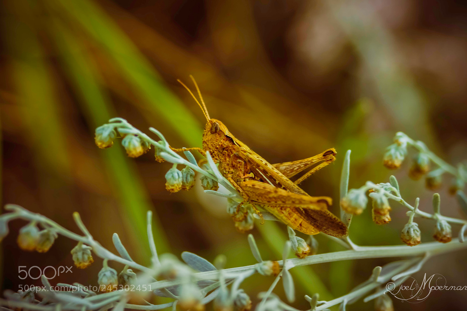 Sony SLT-A77 sample photo. Grasshopper ! photography