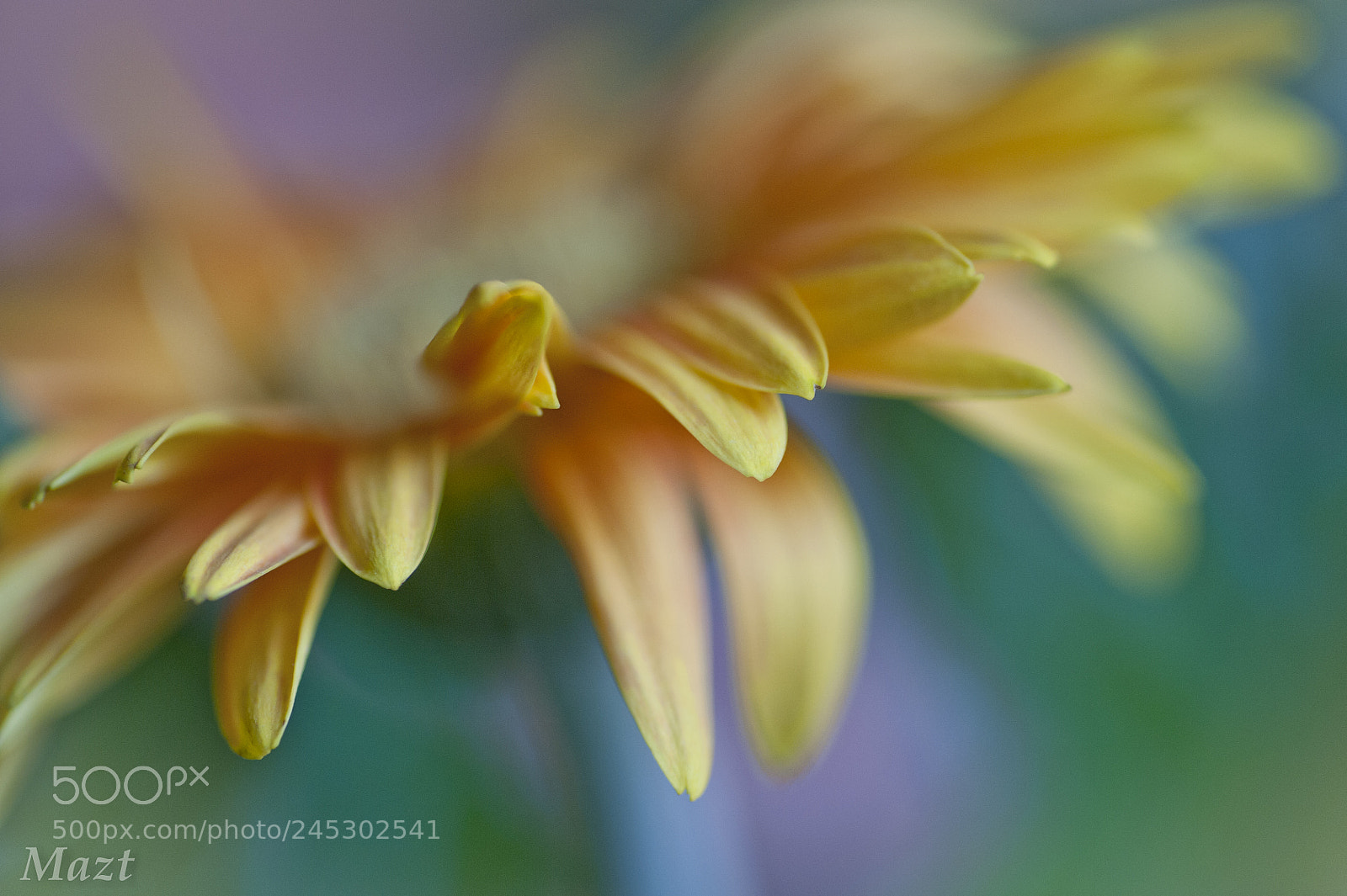 Nikon D700 sample photo. Only petals photography