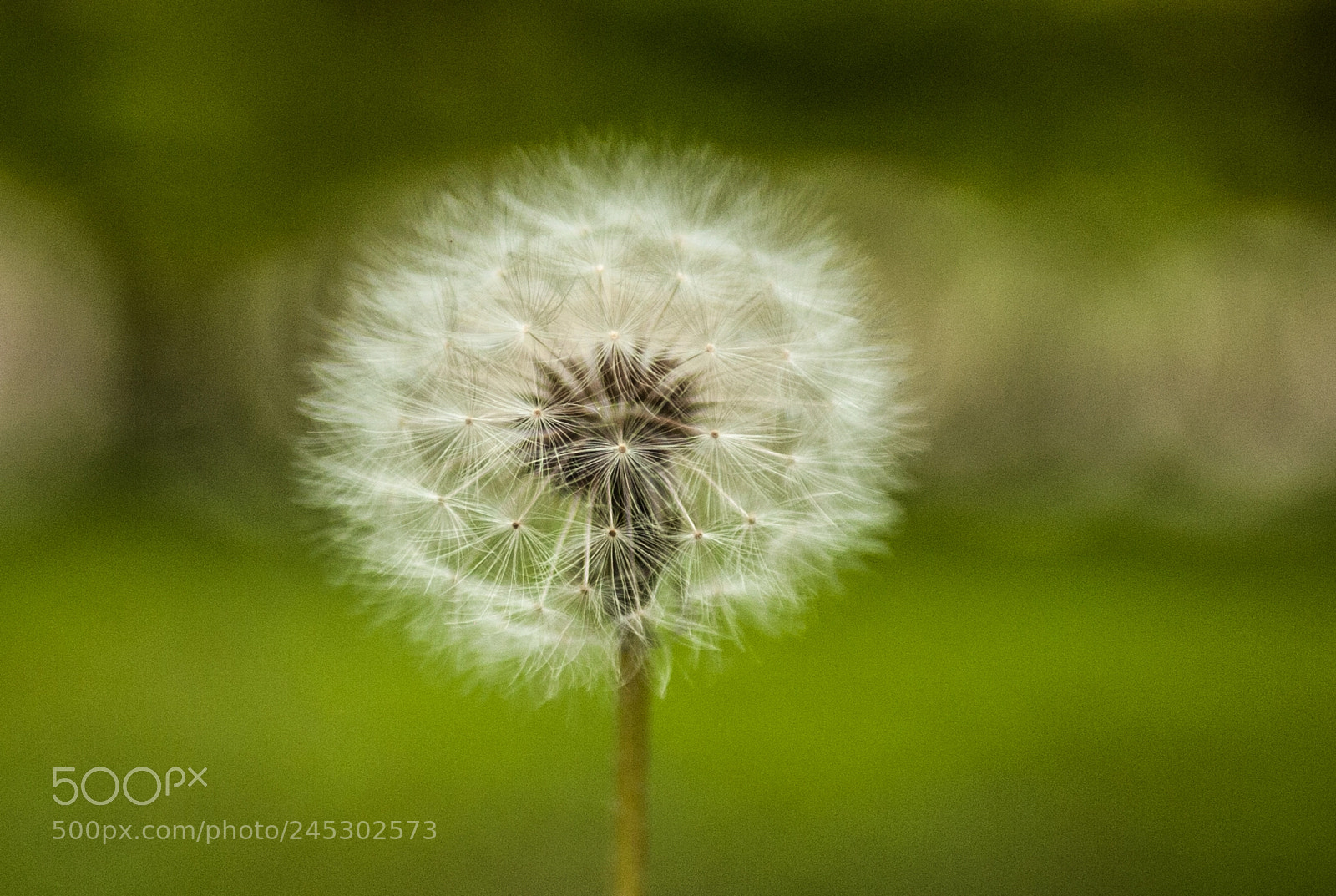 Nikon D700 sample photo. Lion tooth flower photography