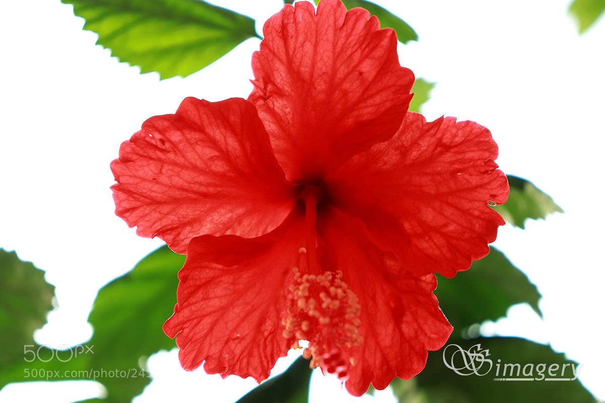 Canon EOS 200D (EOS Rebel SL2 / EOS Kiss X9) sample photo. Hibiscus photography