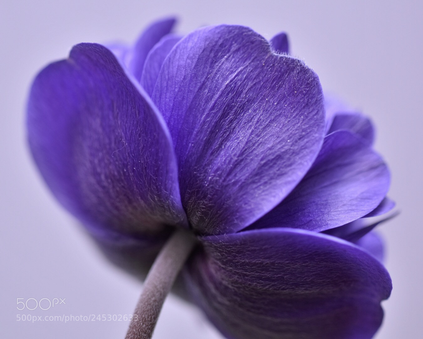 Nikon D5500 sample photo. アネモネ anemone photography