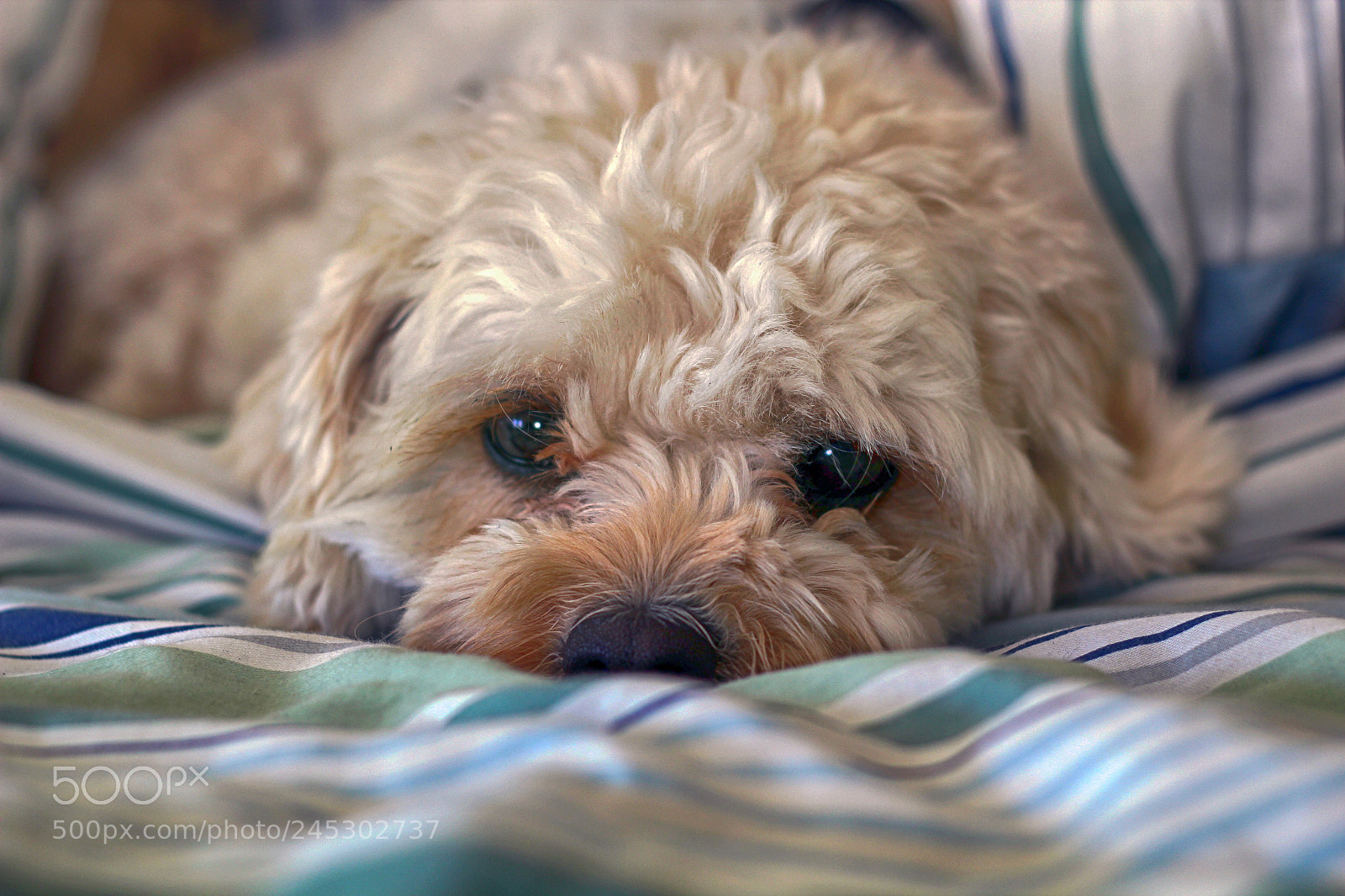 Canon EOS 550D (EOS Rebel T2i / EOS Kiss X4) sample photo. Lilly the cavapoo photography