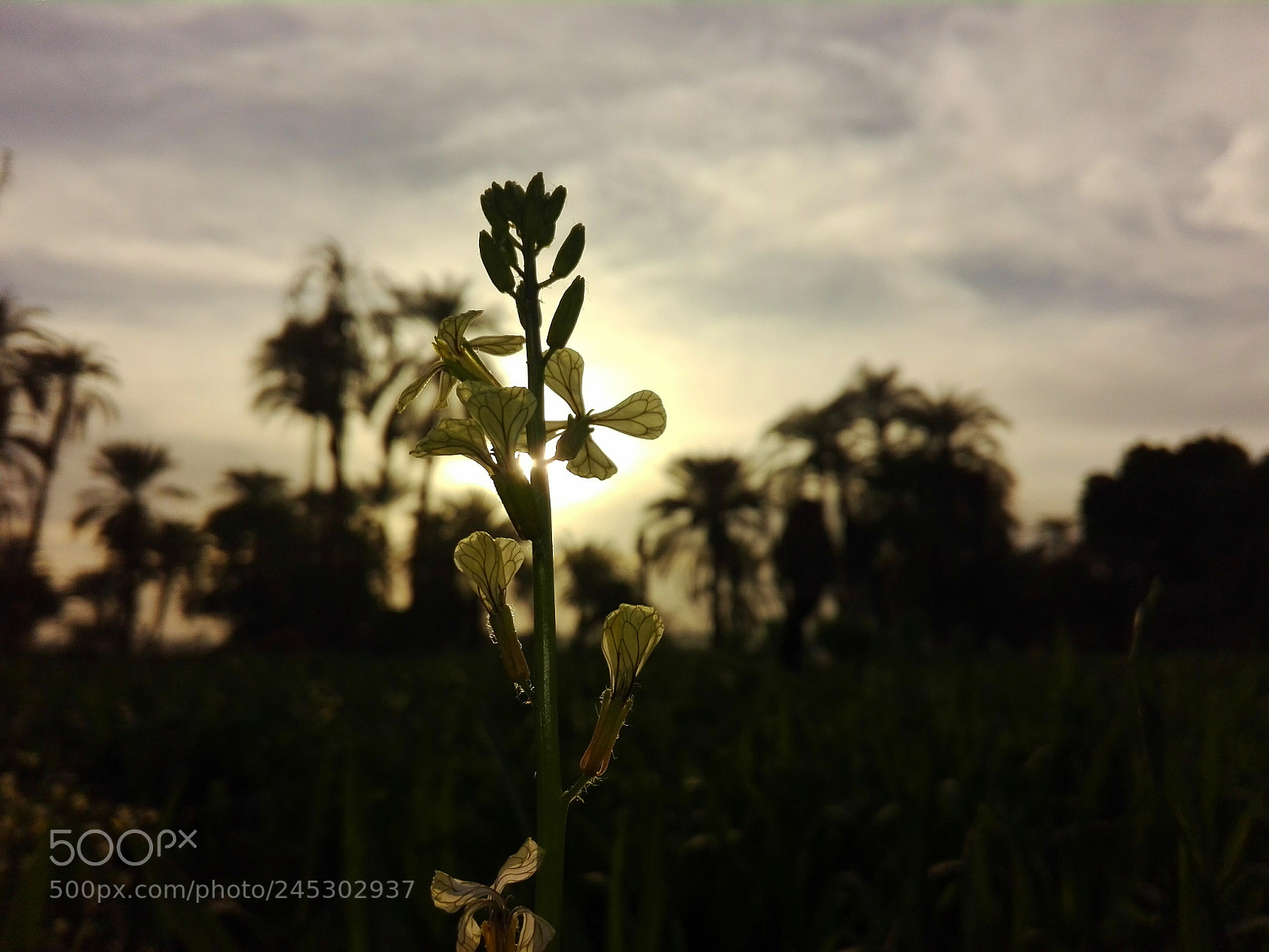 HUAWEI Y6II sample photo. Untitled photography