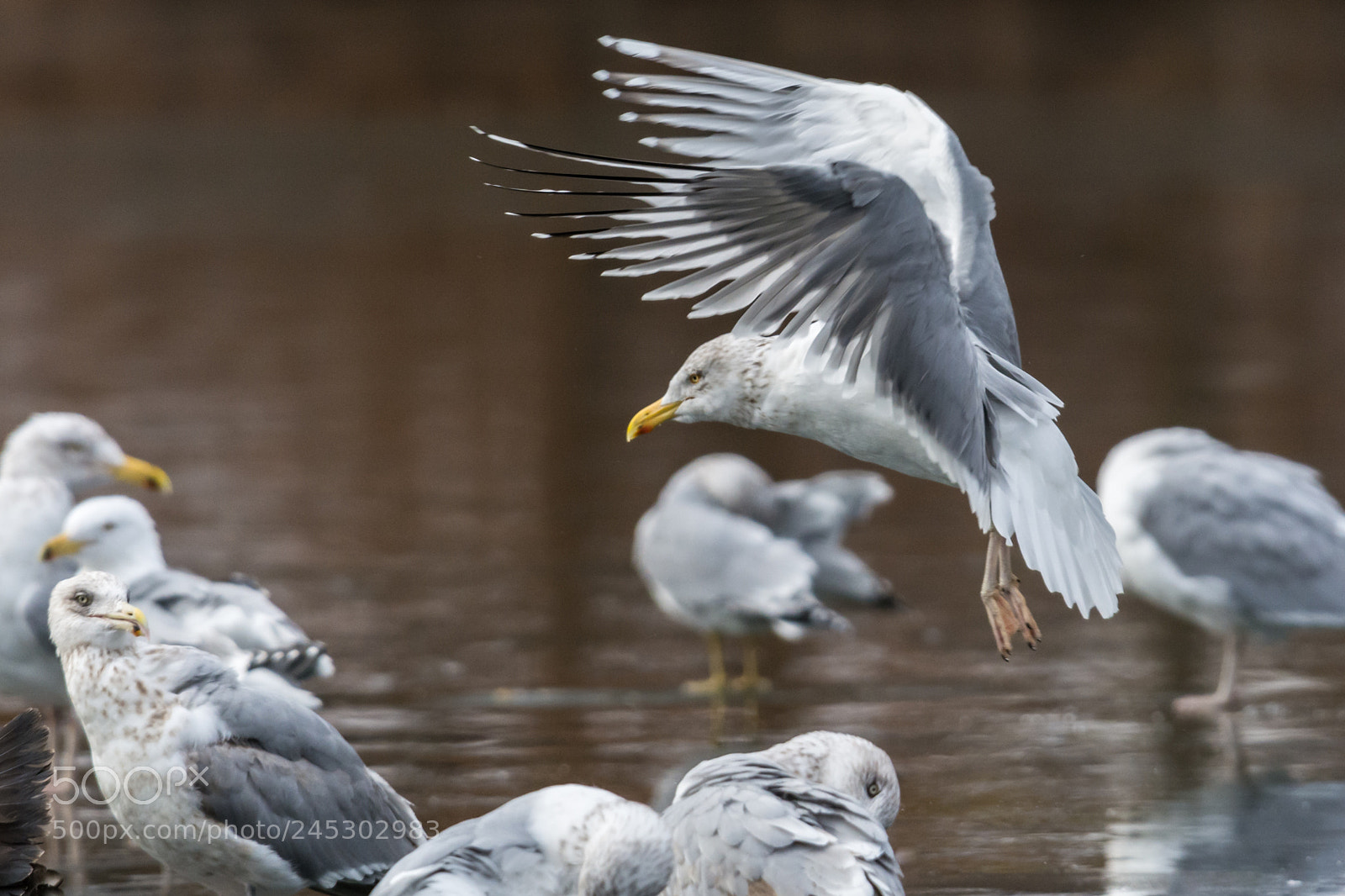 Nikon D7100 sample photo. Seagull photography