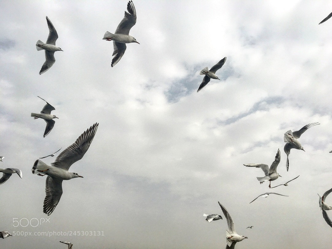 Apple iPhone 6s sample photo. Seagulls photography