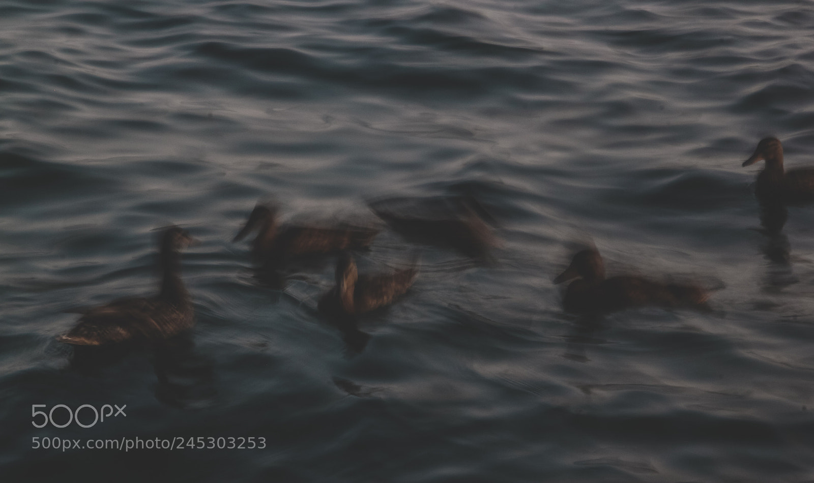 Canon EOS 550D (EOS Rebel T2i / EOS Kiss X4) sample photo. Blurry ducks photography
