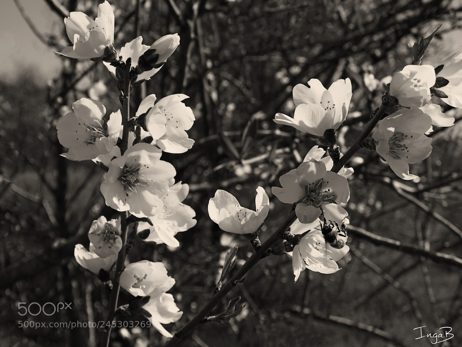 Canon PowerShot SX60 HS sample photo. Shades photography