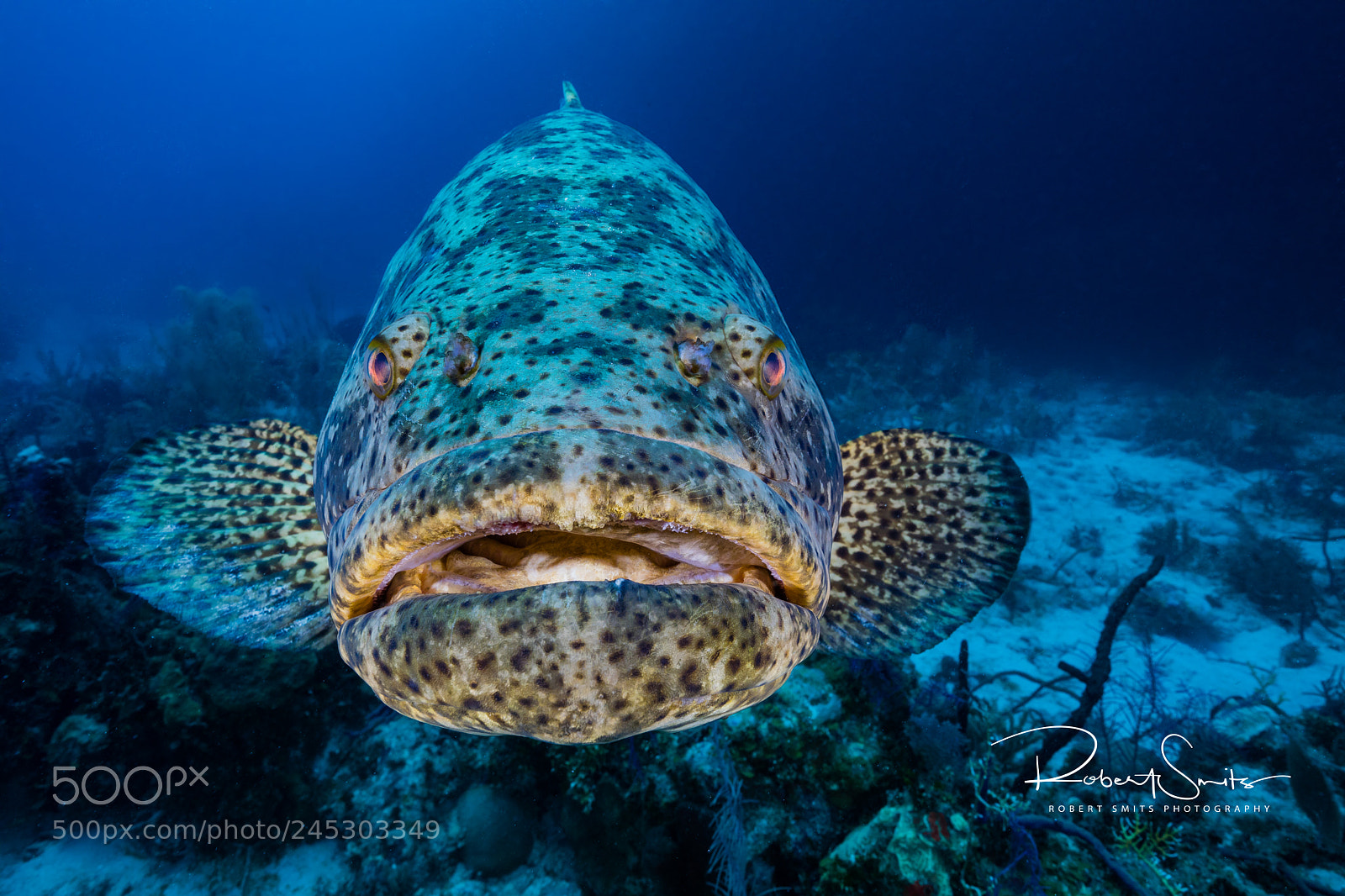 Canon EOS 5D Mark IV sample photo. Goliath grouper posing for photography