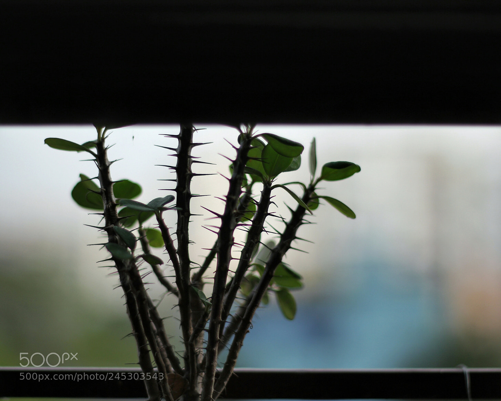 Canon EOS 550D (EOS Rebel T2i / EOS Kiss X4) sample photo. Memphidos photography