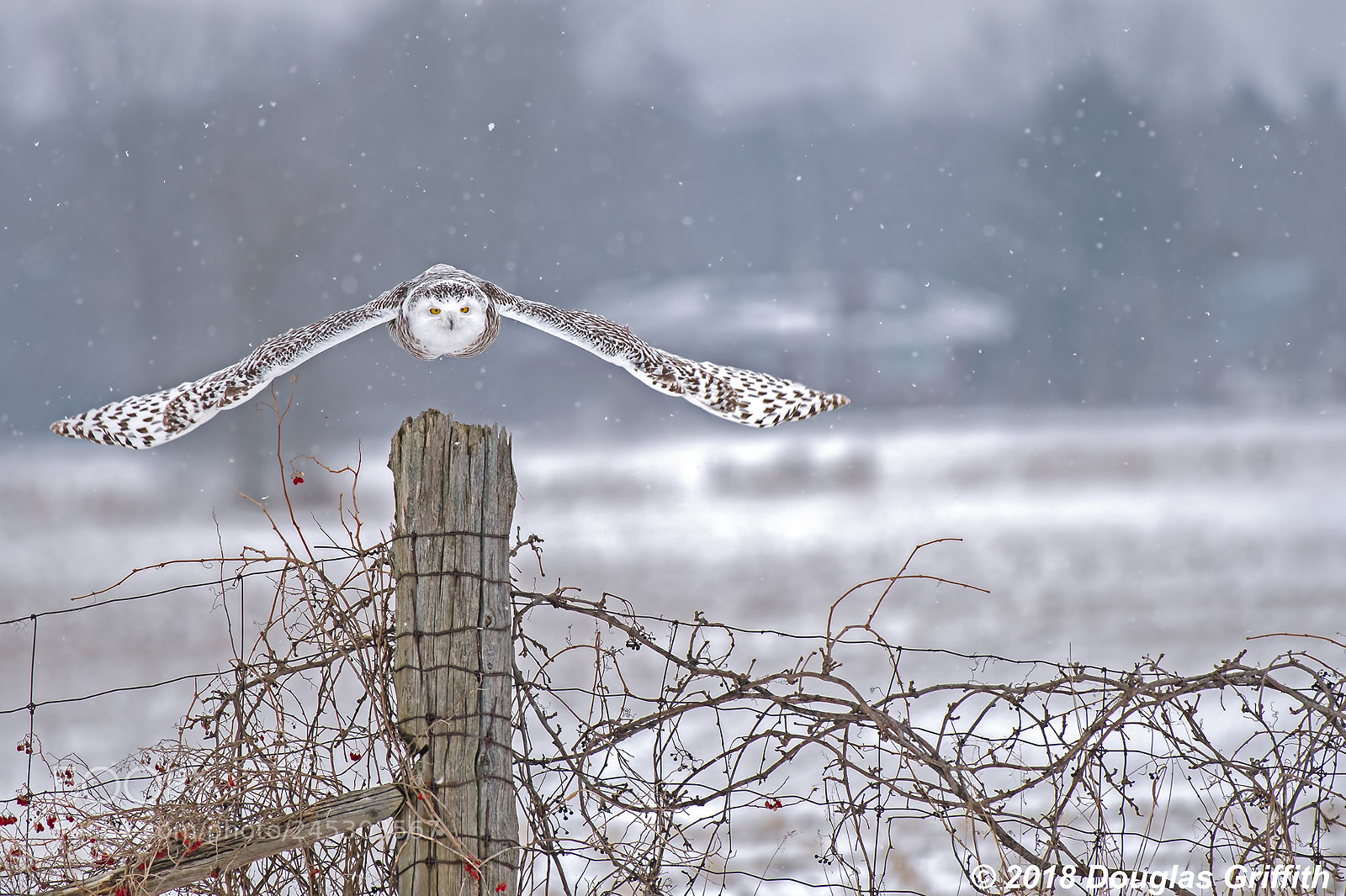 Nikon D500 sample photo. Female snowy owl bubo photography