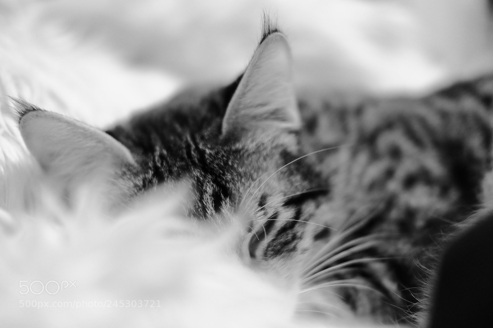 Fujifilm X-T1 sample photo. Sleepy kitty photography