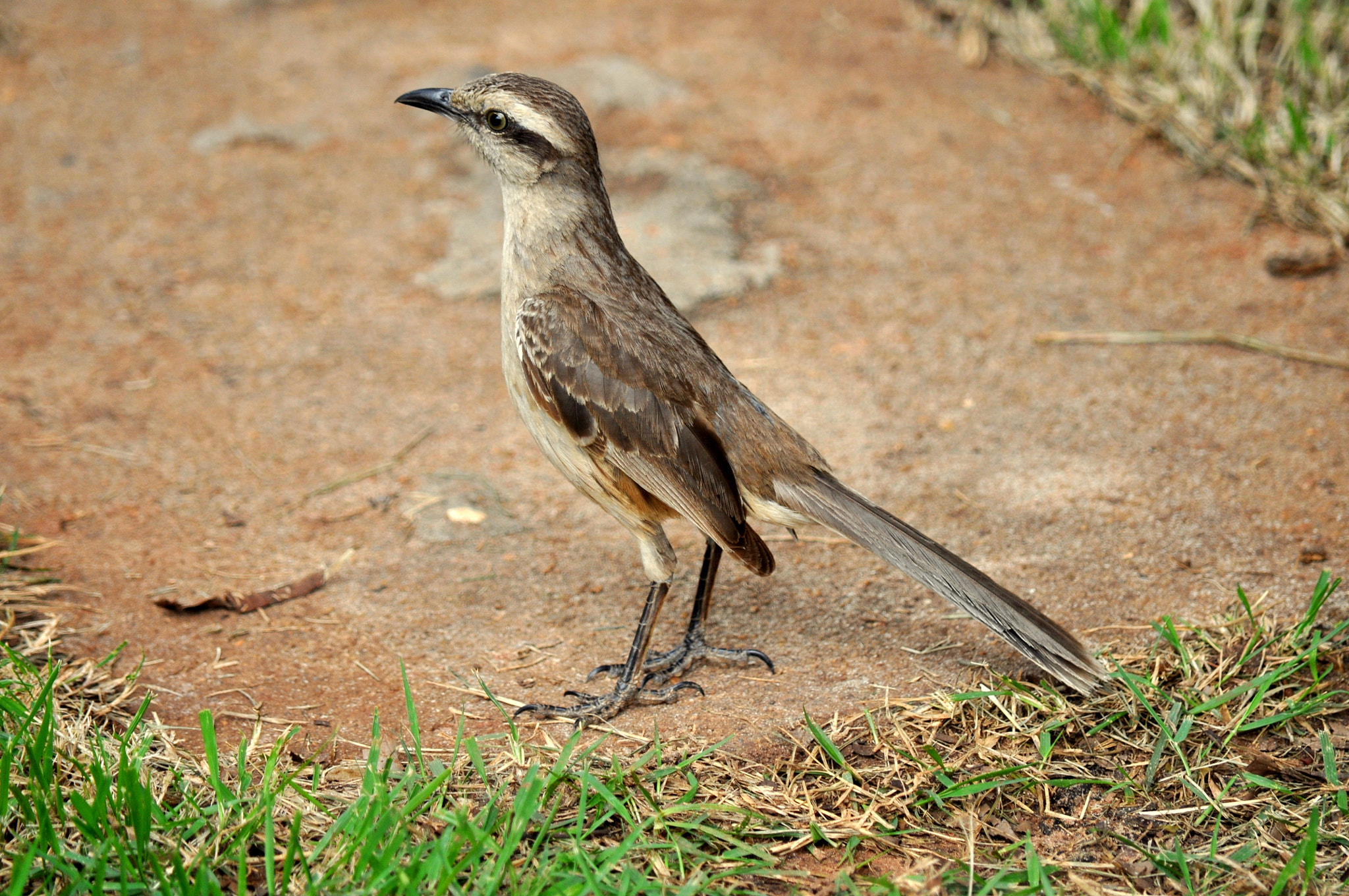 Nikon D5000 sample photo. Sabiá-do-campo (mimus saturninus) photography