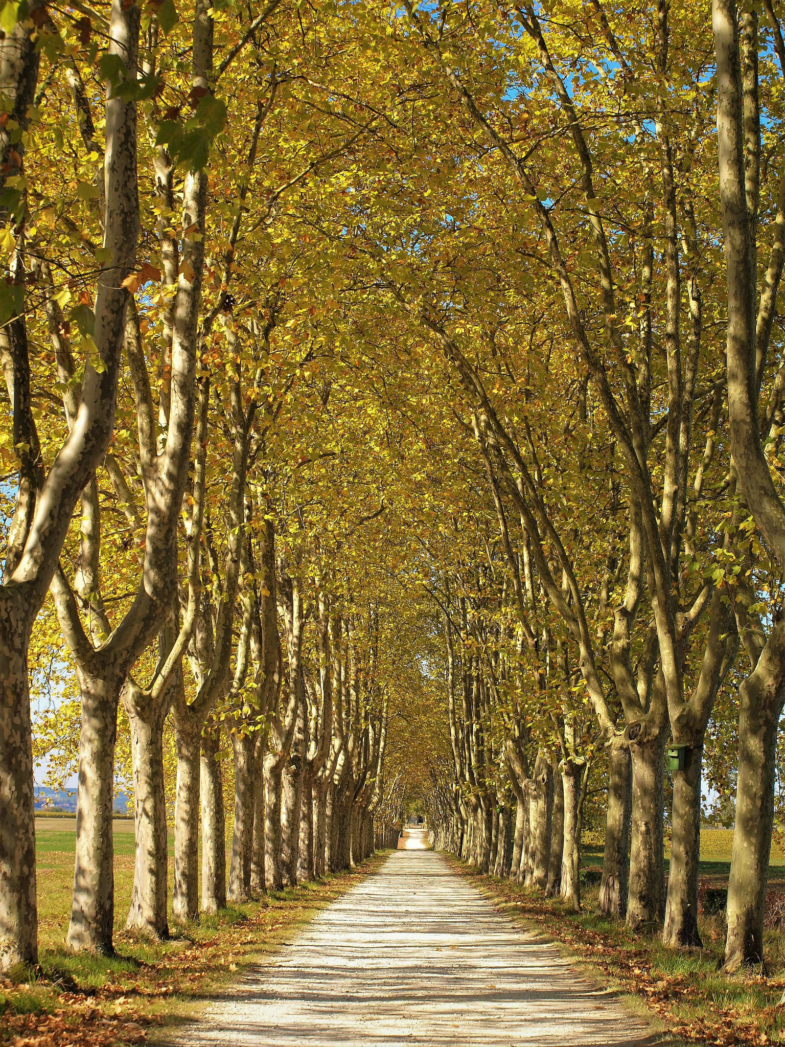 Olympus E-600 (EVOLT E-600) sample photo. Country lane & plane trees photography