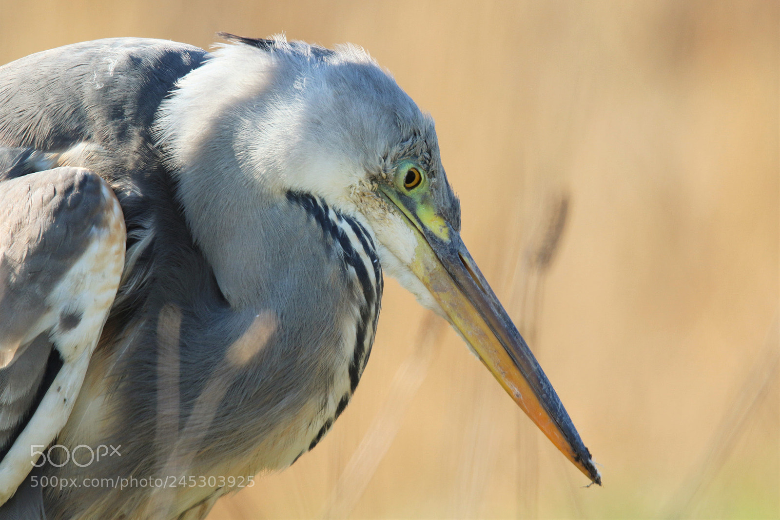 Canon EOS 7D Mark II sample photo. Heron hunting by the photography