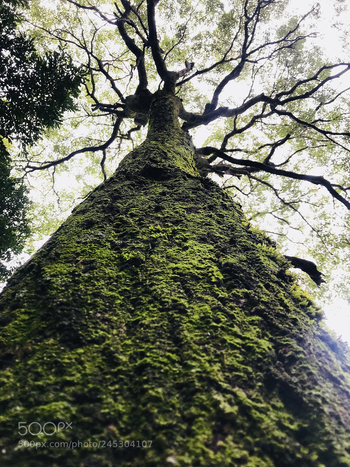 Apple iPhone 7 Plus sample photo. Parque botánico?? photography