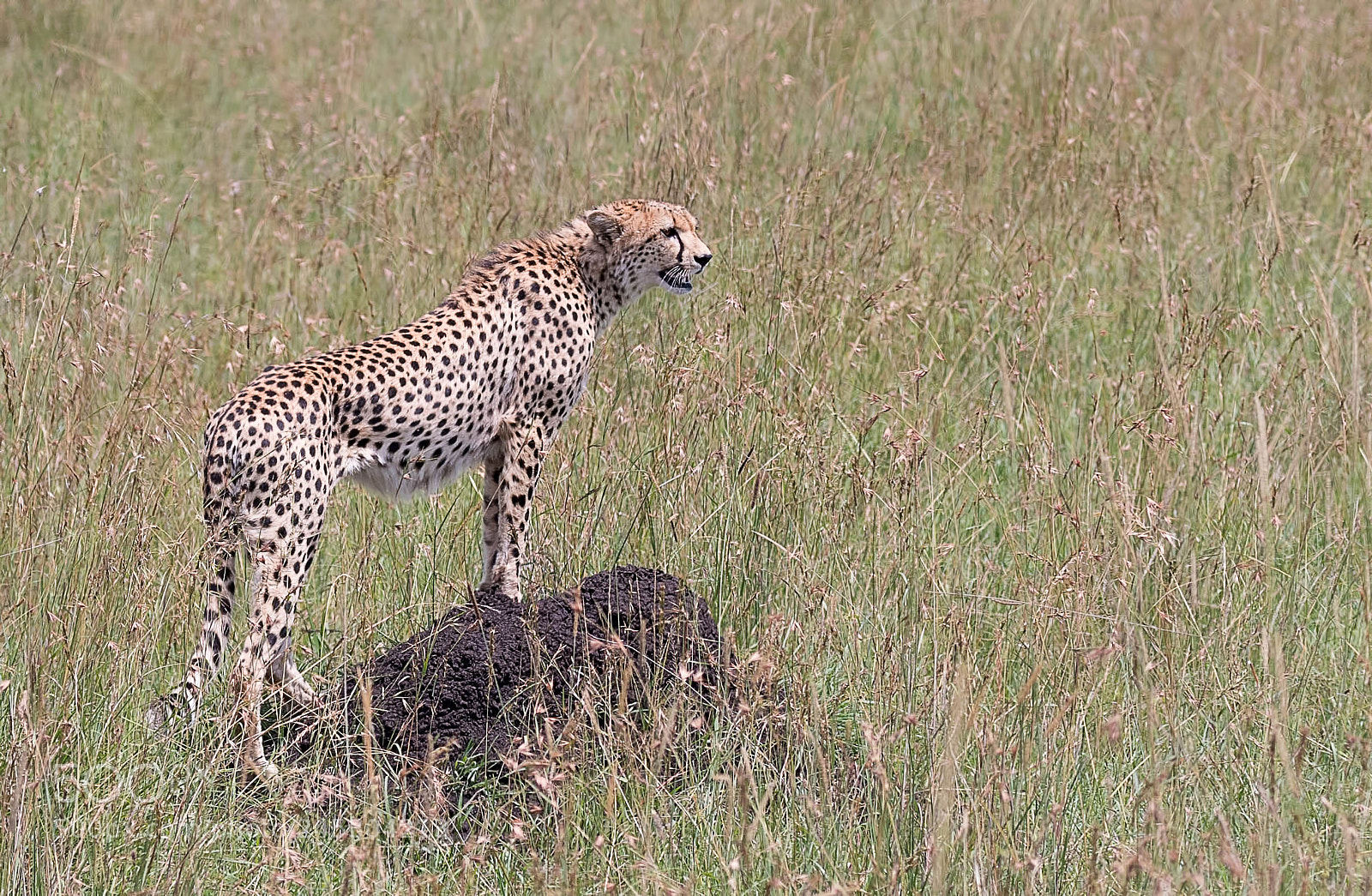 Nikon D500 sample photo. Looking around-cheetah photography
