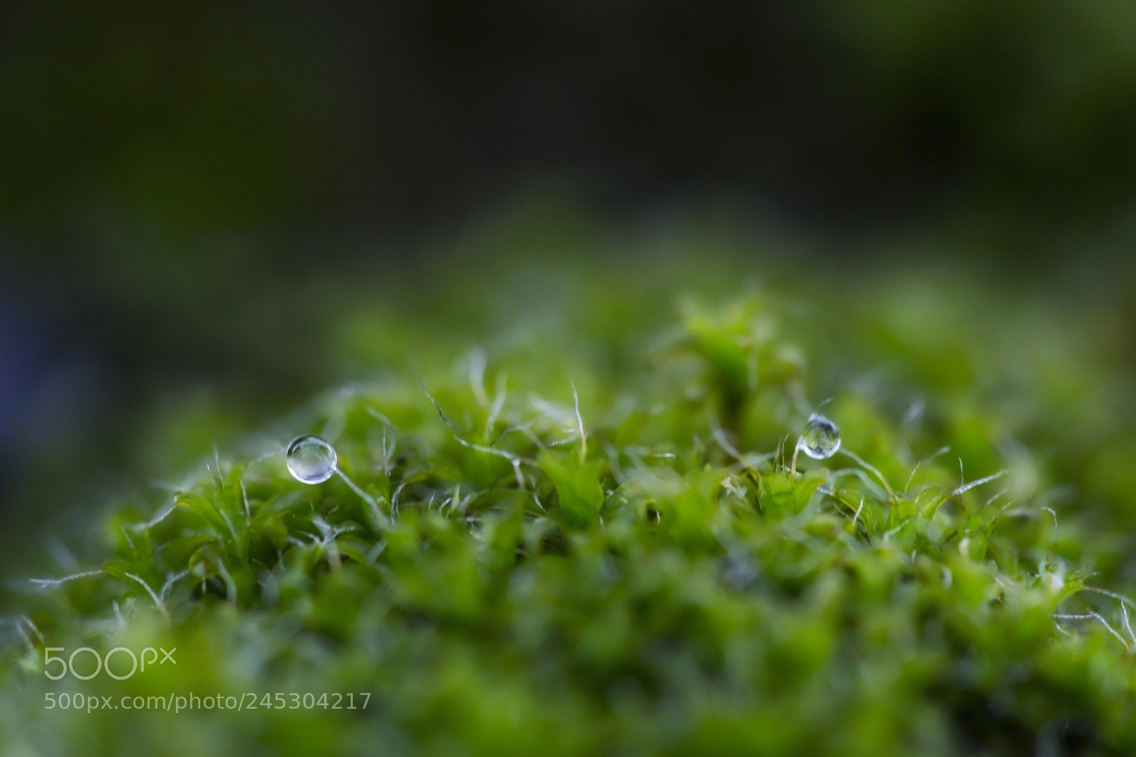 Nikon D3100 sample photo. Dew photography