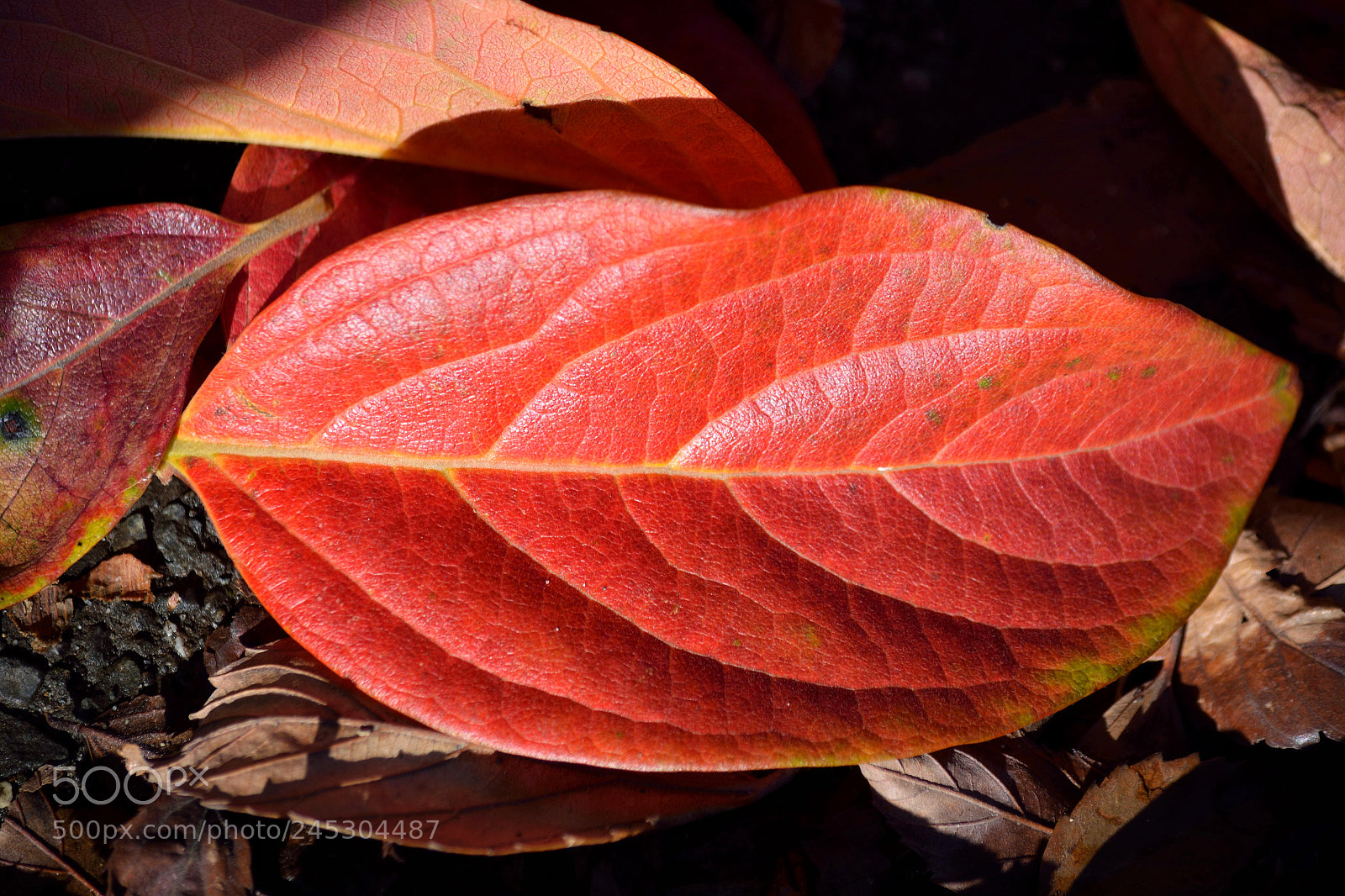 Nikon D5200 sample photo. Untitled photography