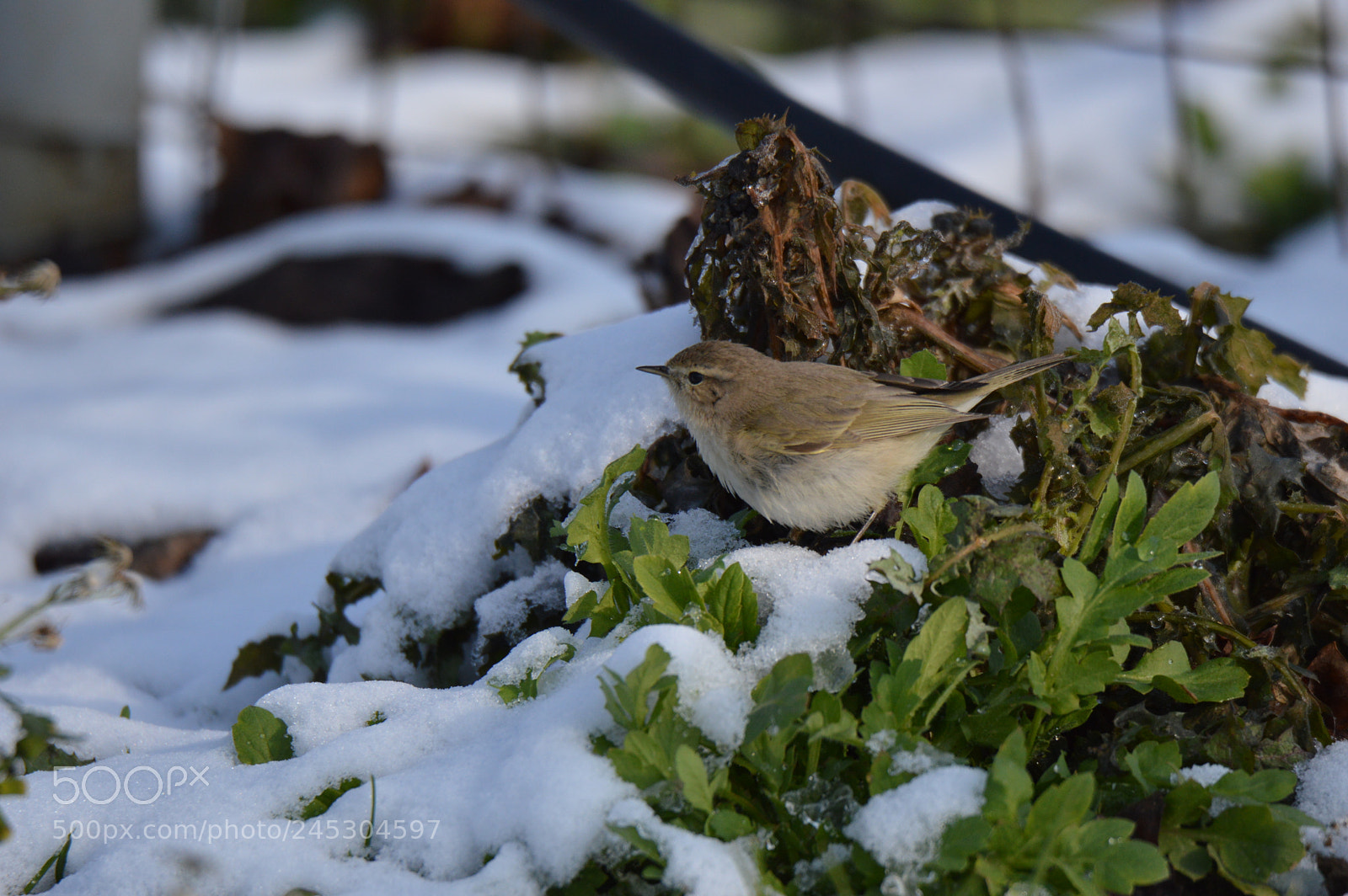 Nikon D3200 sample photo. Untitled photography