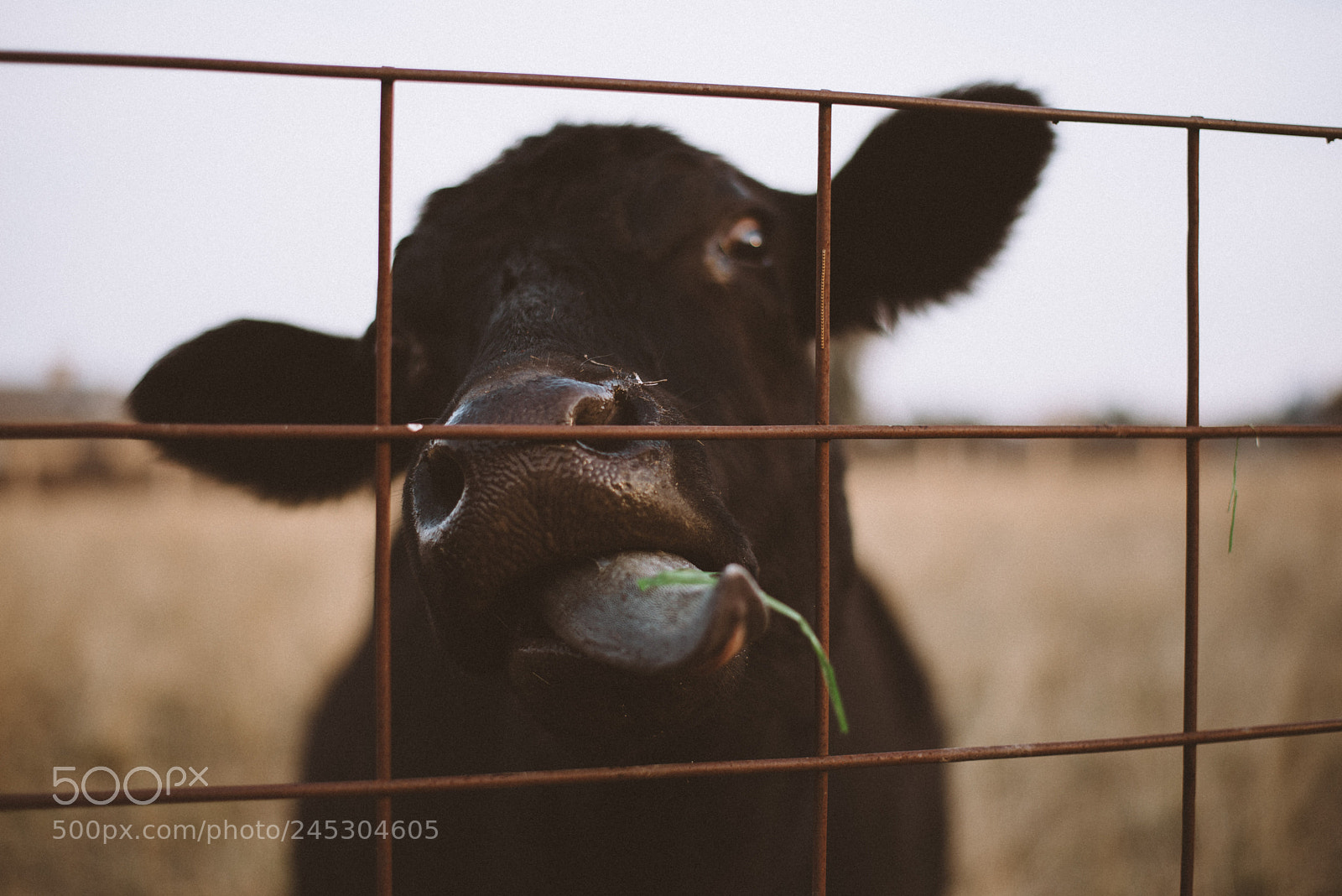 Nikon D610 sample photo. Img photography