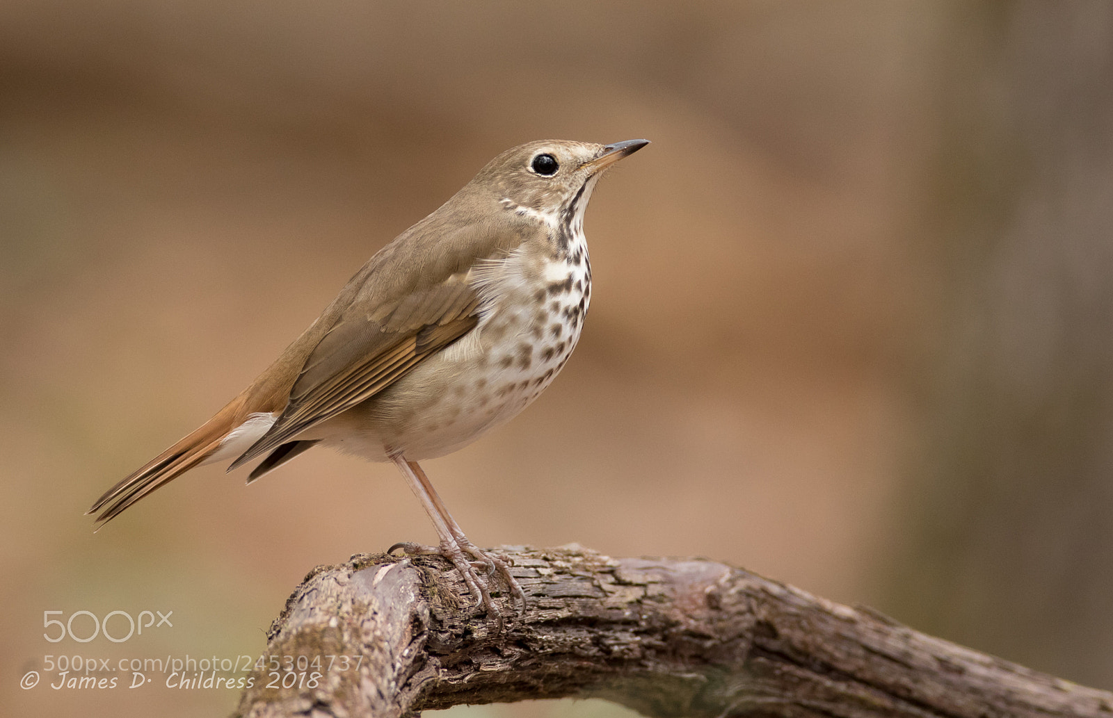 Canon EOS 7D Mark II sample photo. Hermit thrush photography