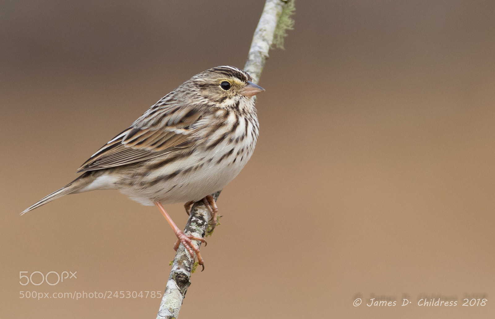 Canon EOS 7D Mark II sample photo. Savannah sparrow photography