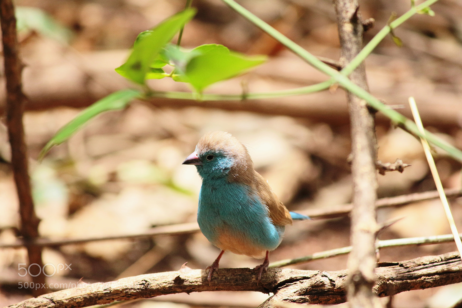 Canon EOS 650D (EOS Rebel T4i / EOS Kiss X6i) sample photo. Tiny blue bird photography