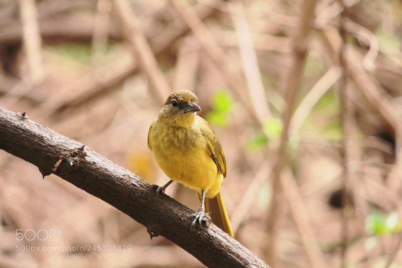 Canon EOS 650D (EOS Rebel T4i / EOS Kiss X6i) sample photo. Yellow bird in caprivi photography