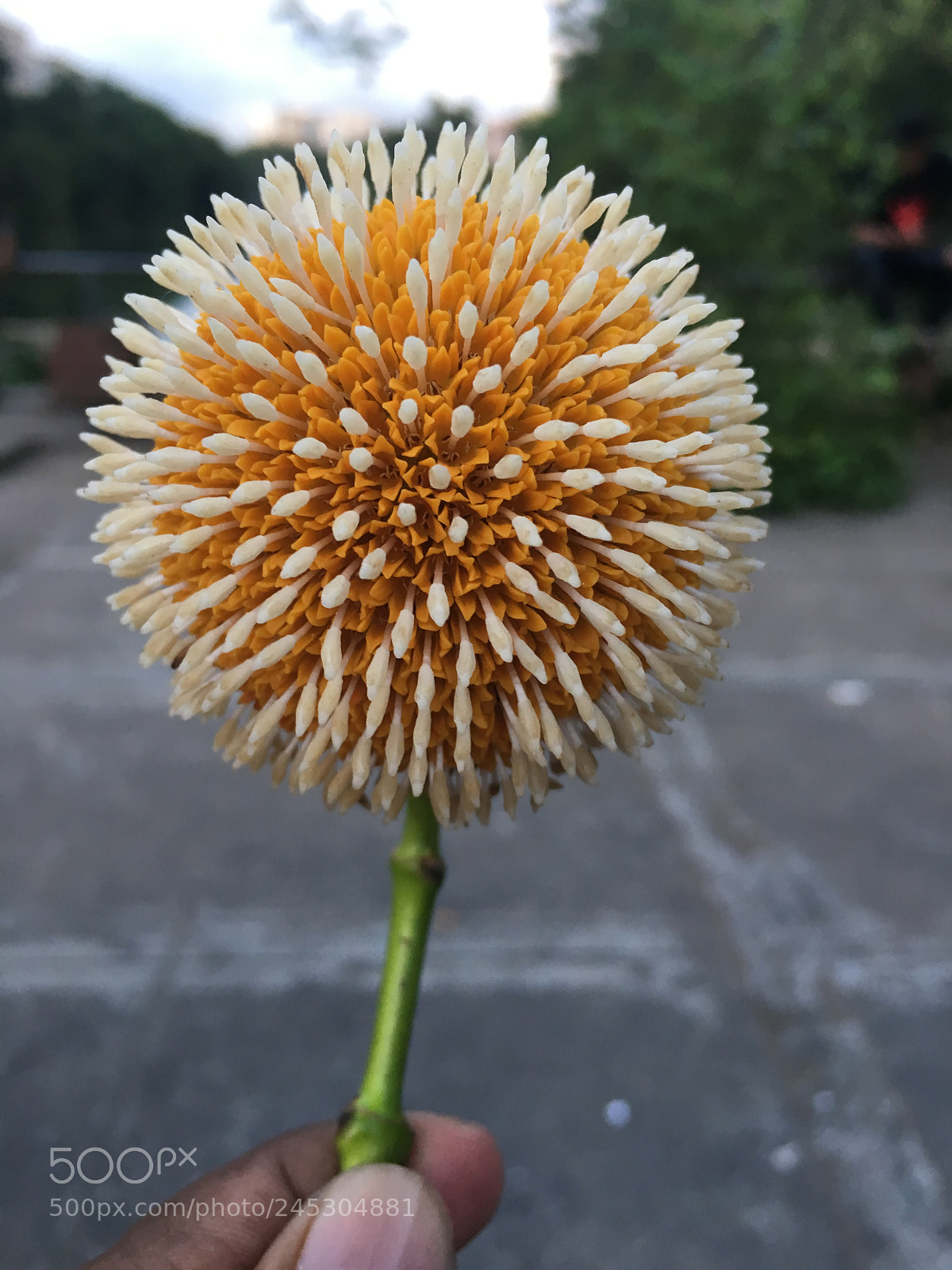 Apple iPhone 6s sample photo. কদম ফুল(kadam flower) photography