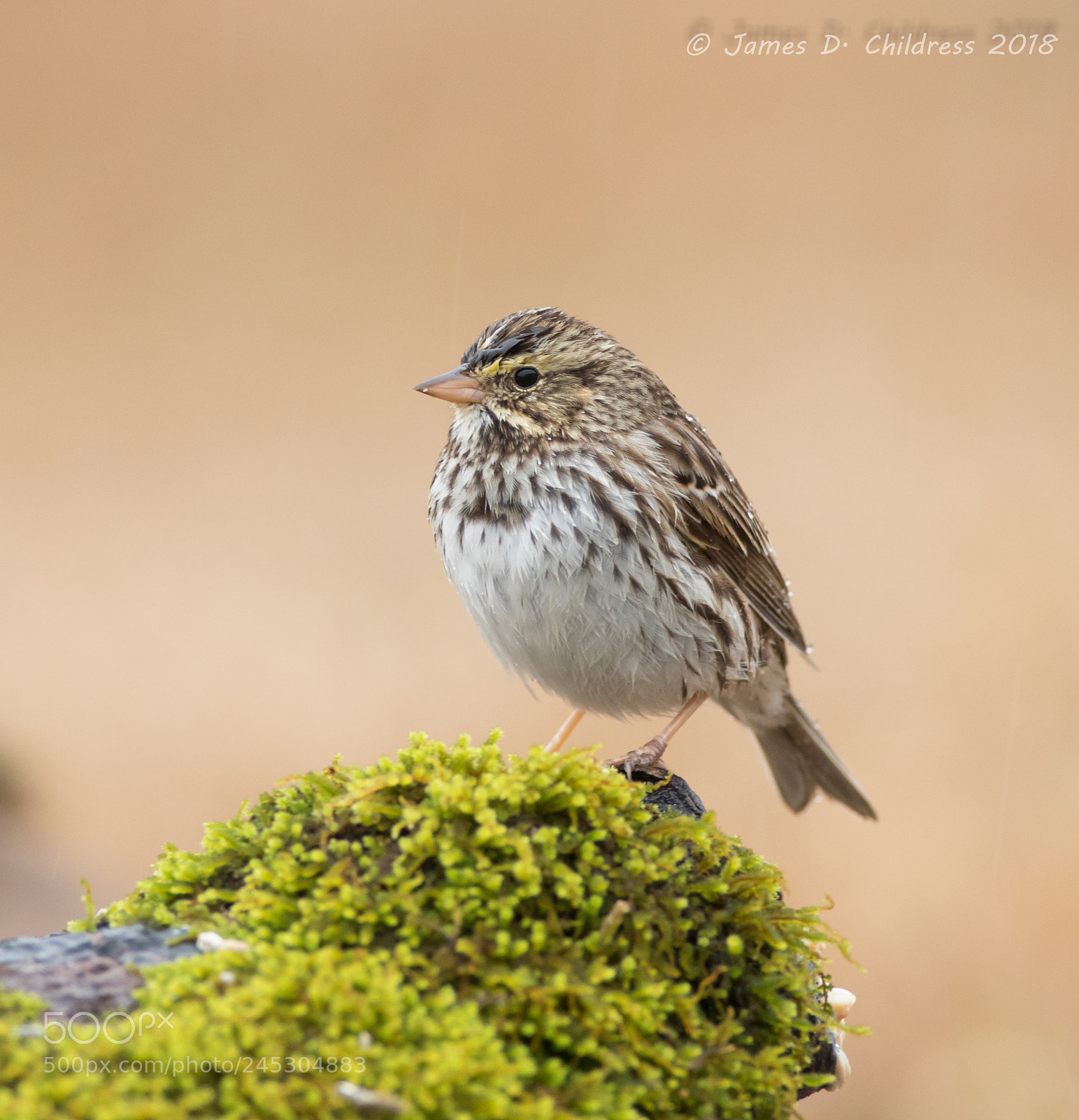 Canon EOS 7D Mark II sample photo. Savannah sparrow photography