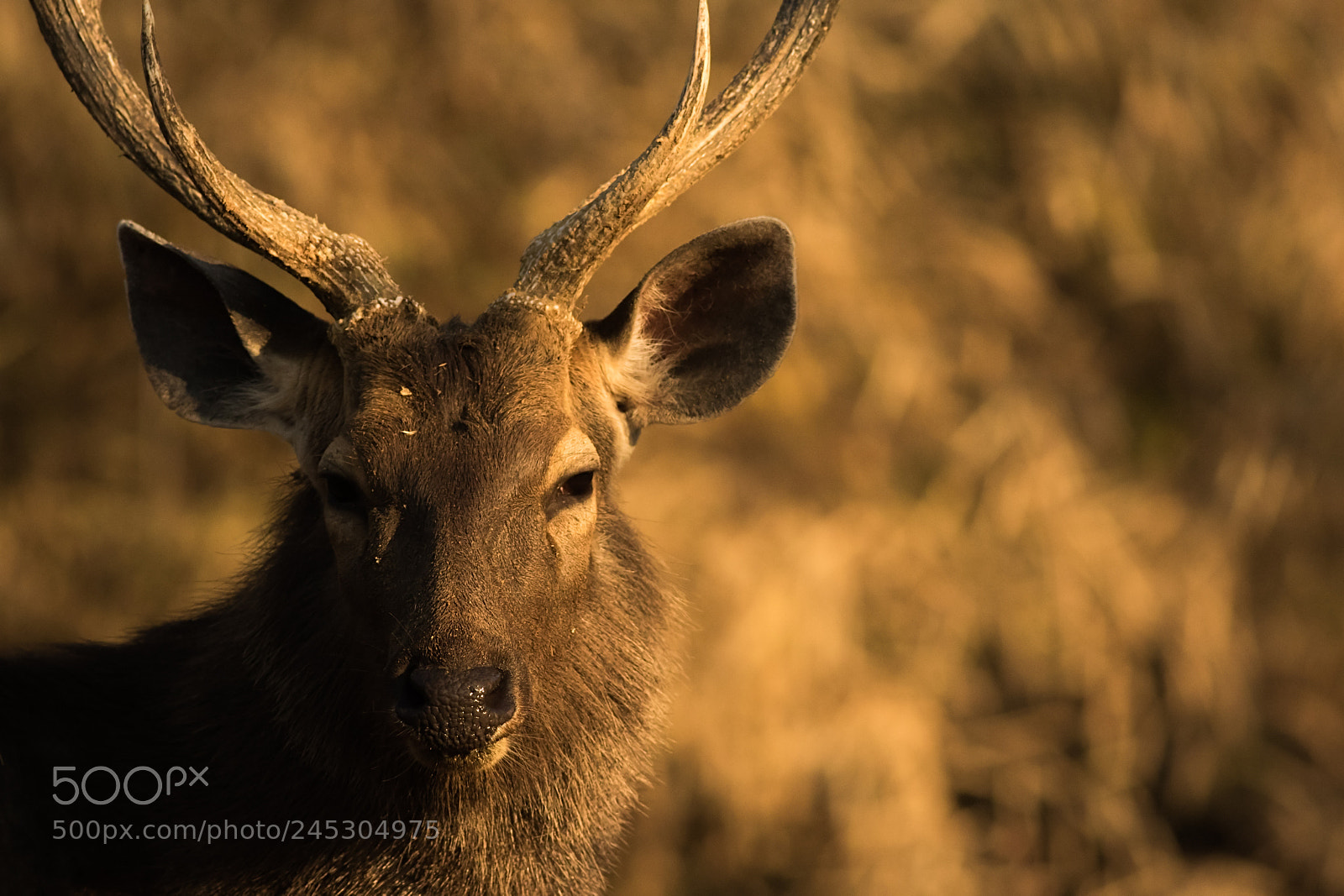 Canon EOS 7D Mark II sample photo. Sambar deer photography
