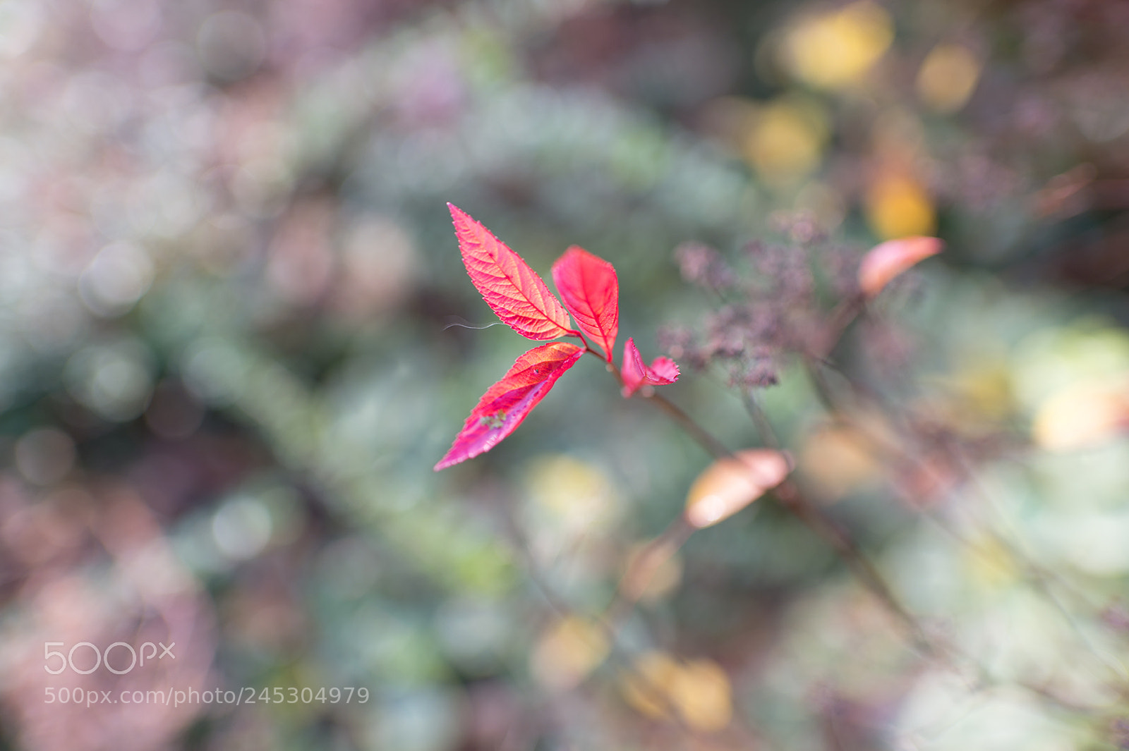 Nikon Df sample photo. November leaves photography