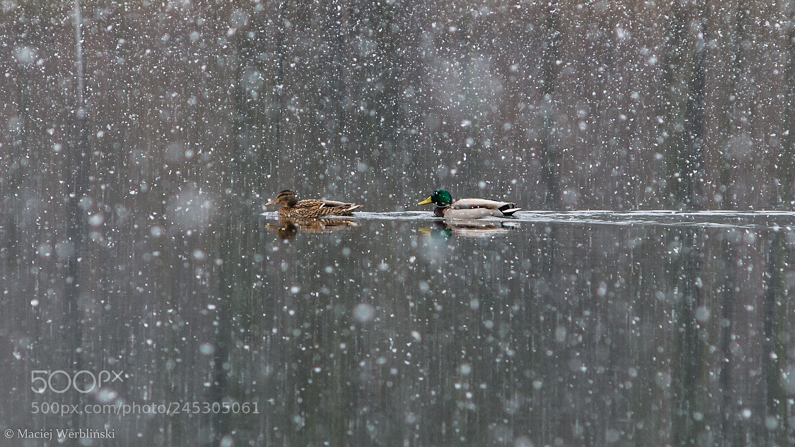 Pentax K-50 sample photo. Winter mood photography
