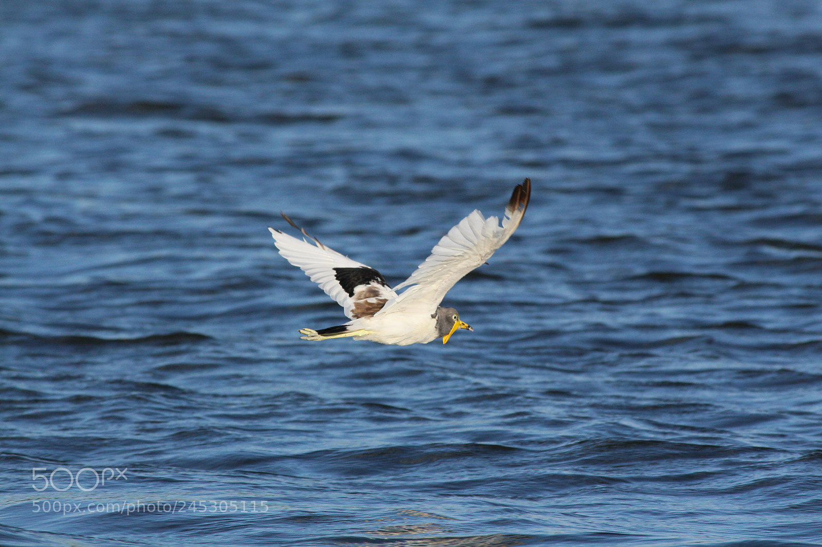 Canon EOS 650D (EOS Rebel T4i / EOS Kiss X6i) sample photo. White water bird, caprivi photography