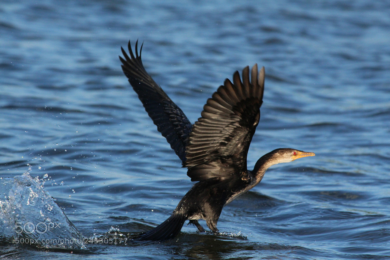 Canon EOS 650D (EOS Rebel T4i / EOS Kiss X6i) sample photo. Black water bird in photography