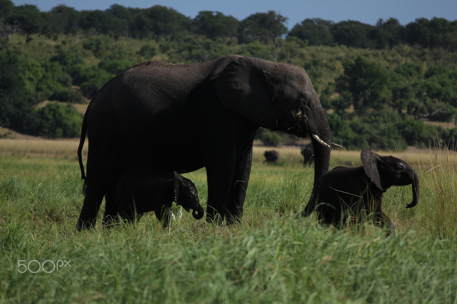 Canon EOS 650D (EOS Rebel T4i / EOS Kiss X6i) sample photo. Elephant cow and calf, chobe national park photography