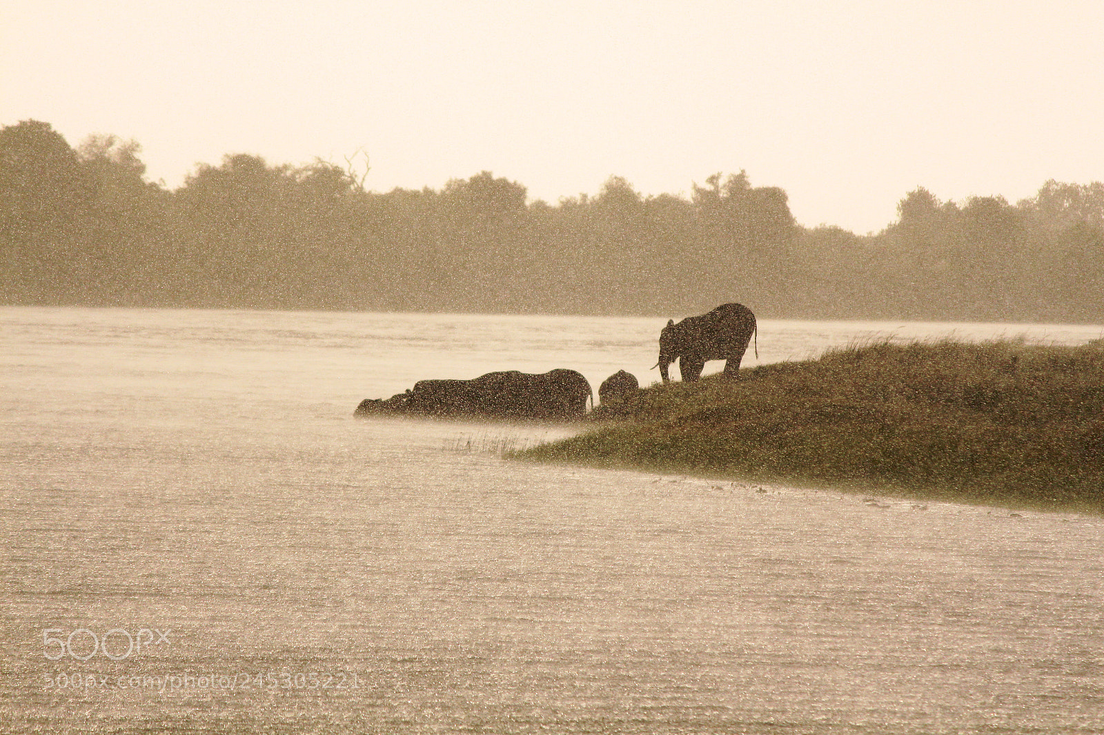 Canon EOS 650D (EOS Rebel T4i / EOS Kiss X6i) sample photo. Elephants crossing chobe river photography