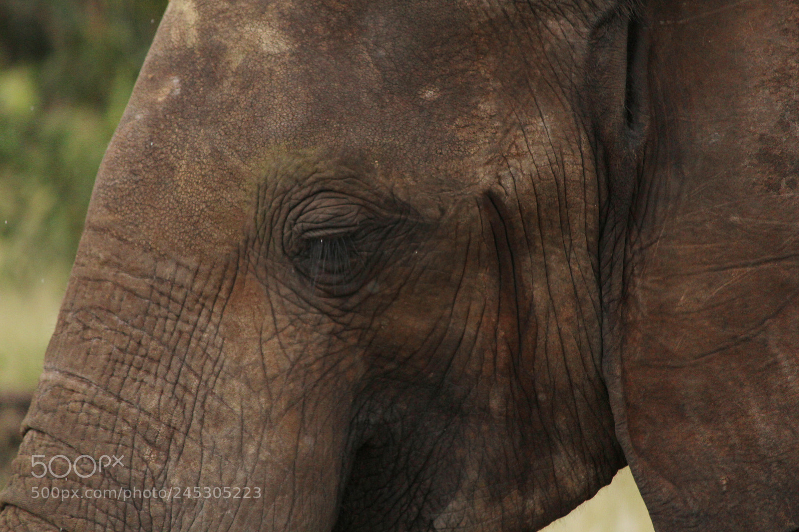 Canon EOS 650D (EOS Rebel T4i / EOS Kiss X6i) sample photo. Young elephant bull caprivi photography