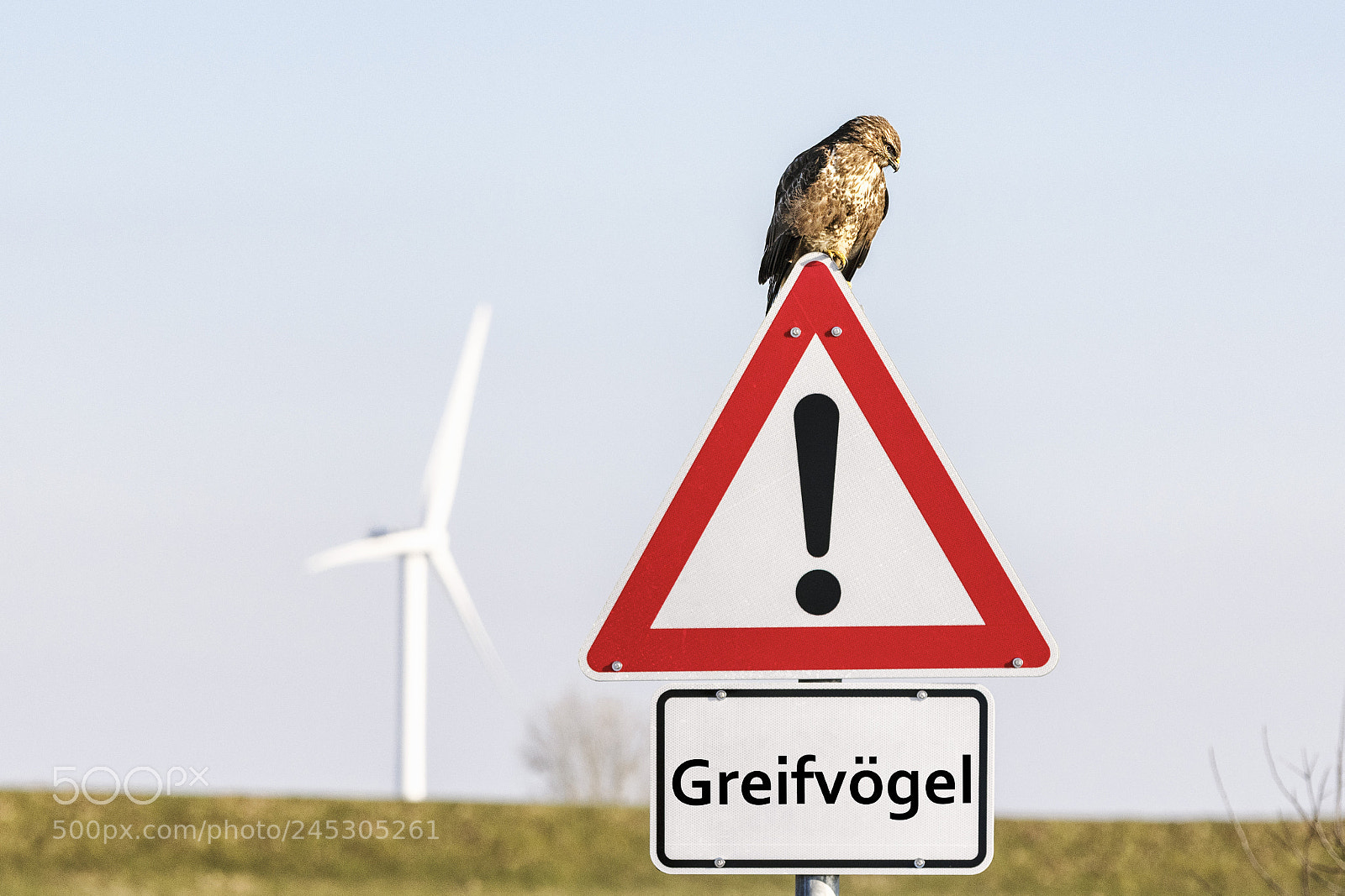 Nikon D850 sample photo. Beware of predatory birds! photography