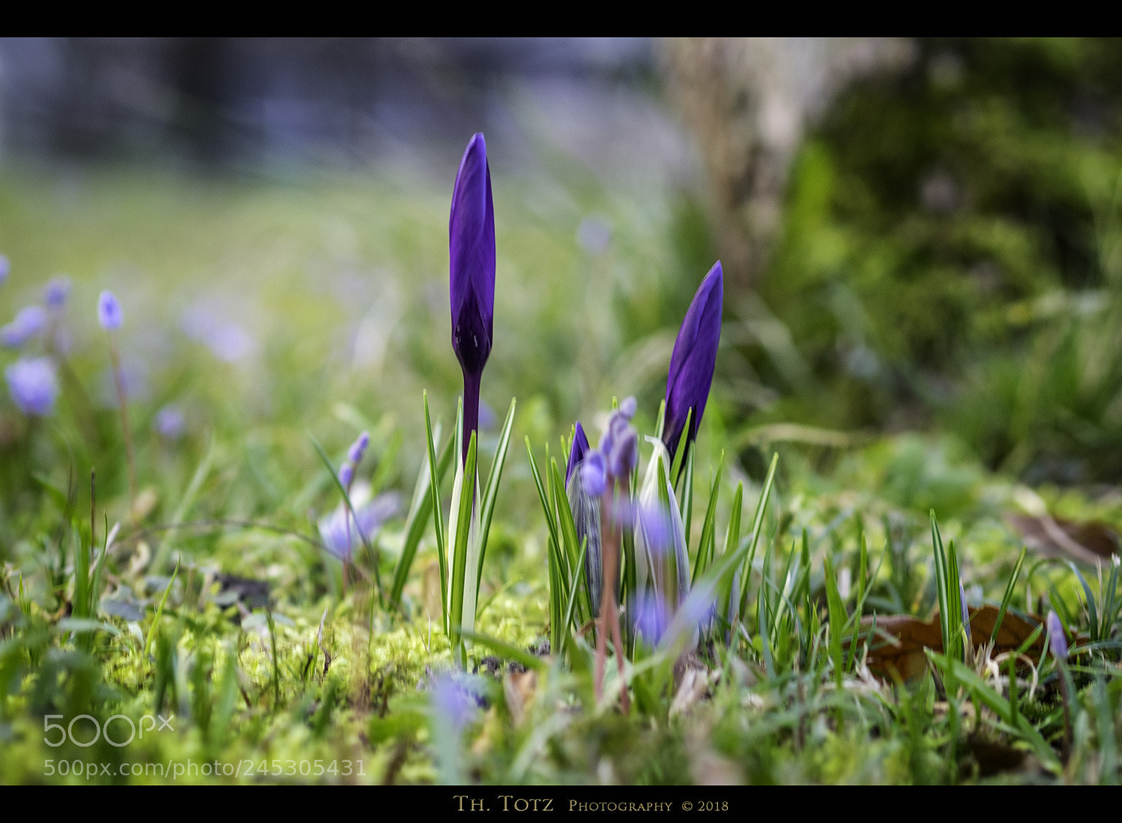 Olympus OM-D E-M1 sample photo. Spring flowers photography
