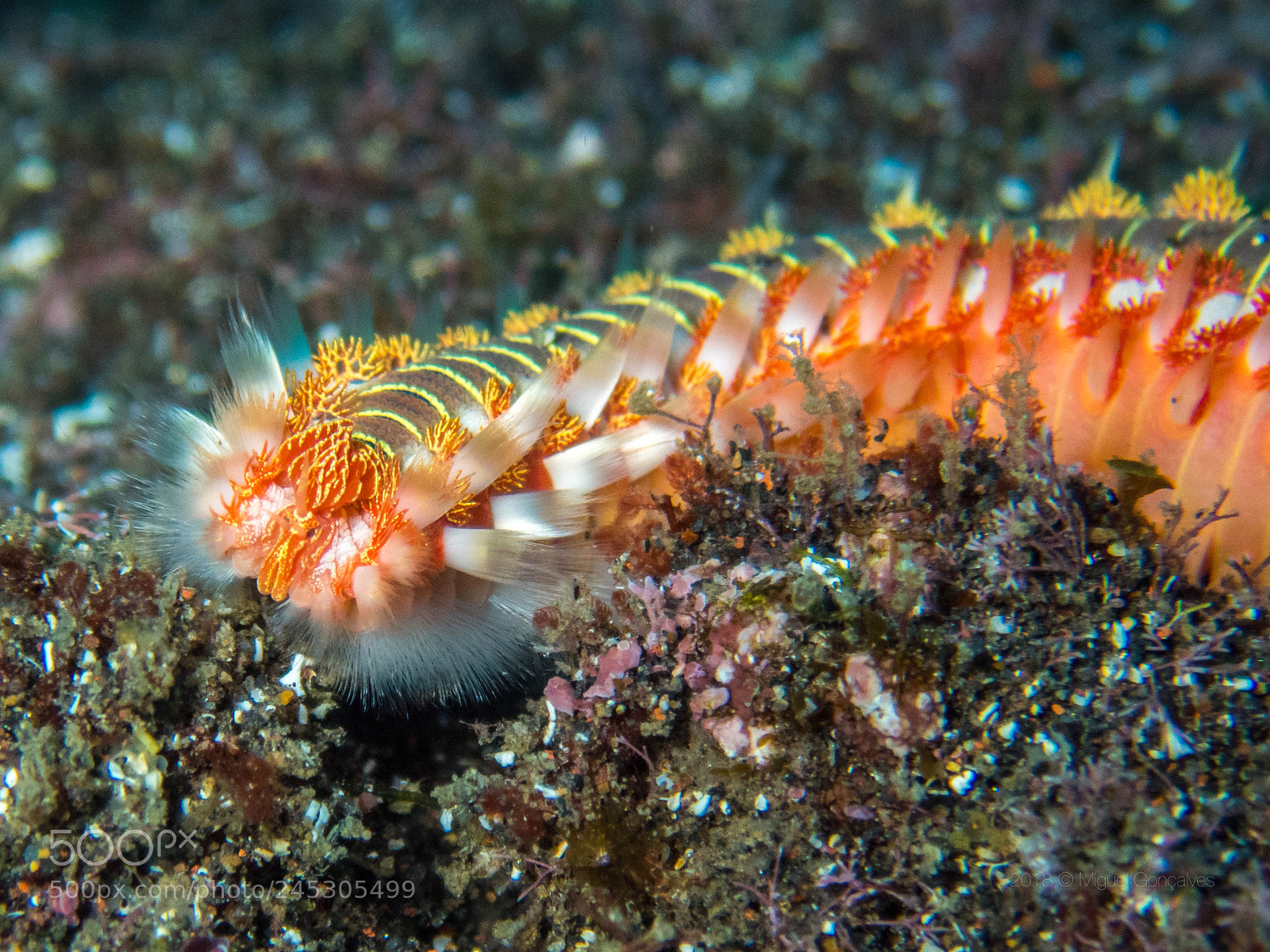Olympus TG-5 sample photo. Fireworm photography