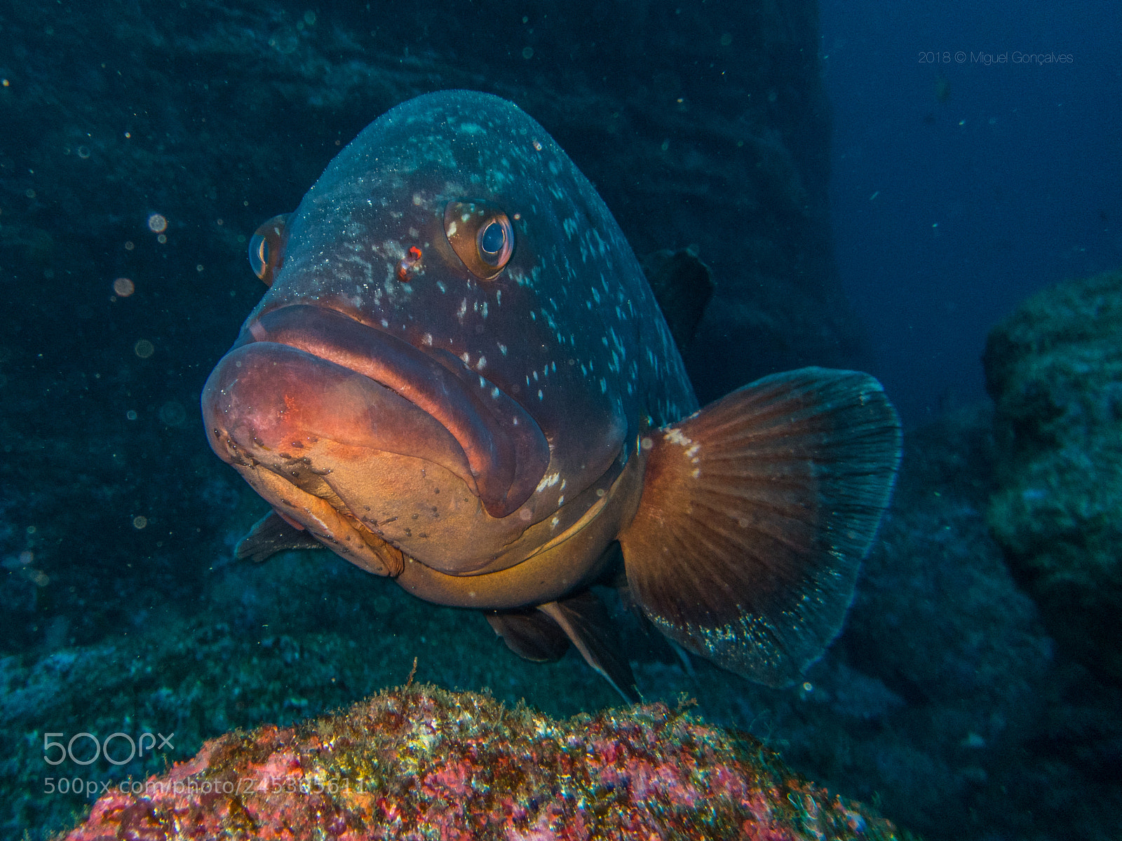 Olympus TG-5 sample photo. Epinephelus marginatus photography
