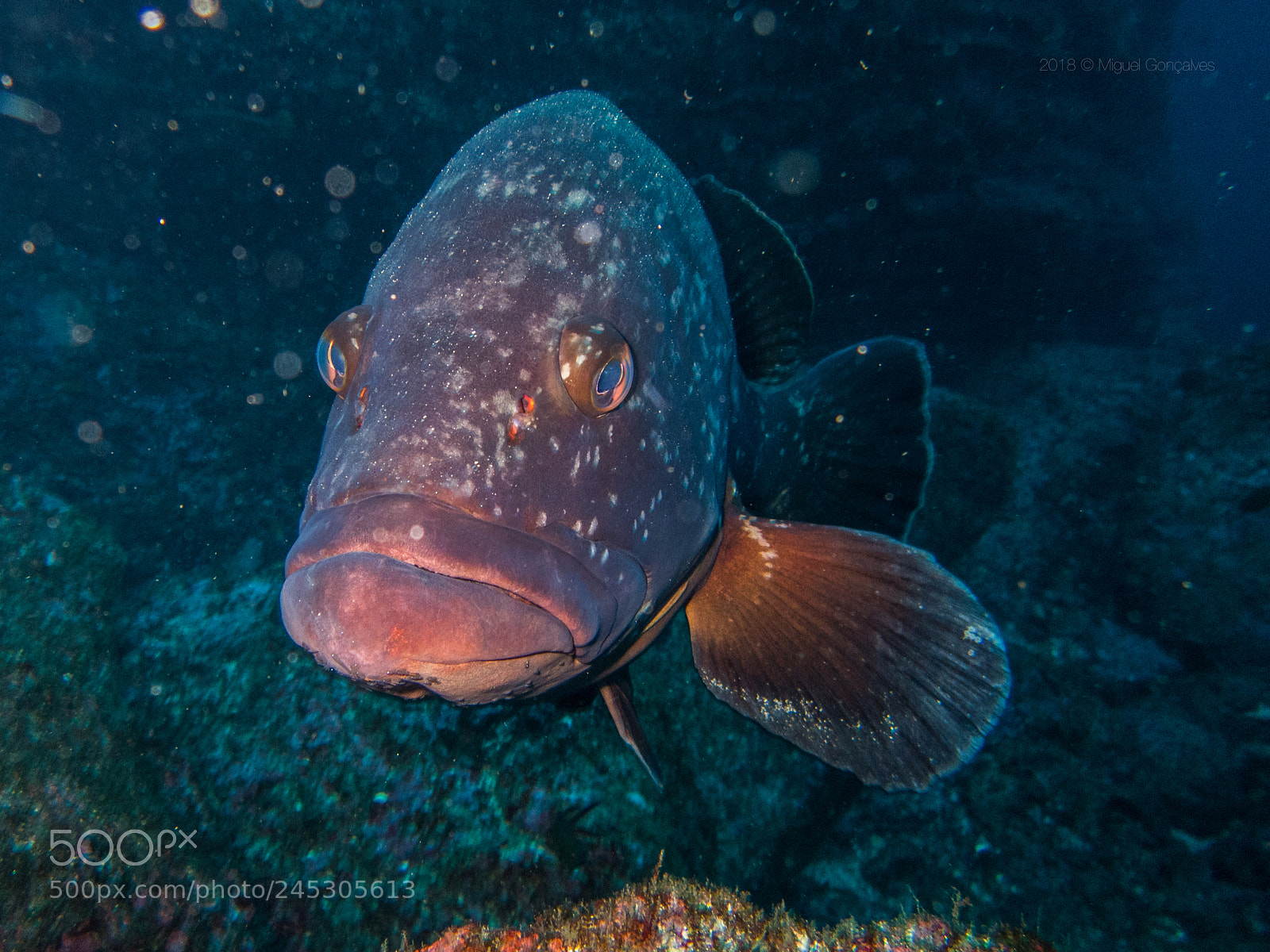Olympus TG-5 sample photo. Epinephelus marginatus photography
