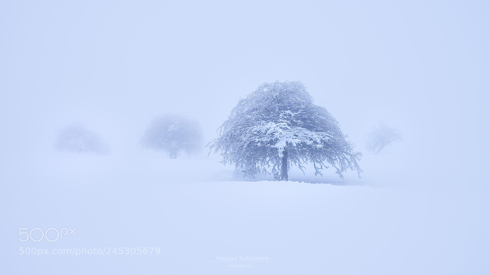 Nikon D600 sample photo. Elur-kurriloa (snow crane) photography