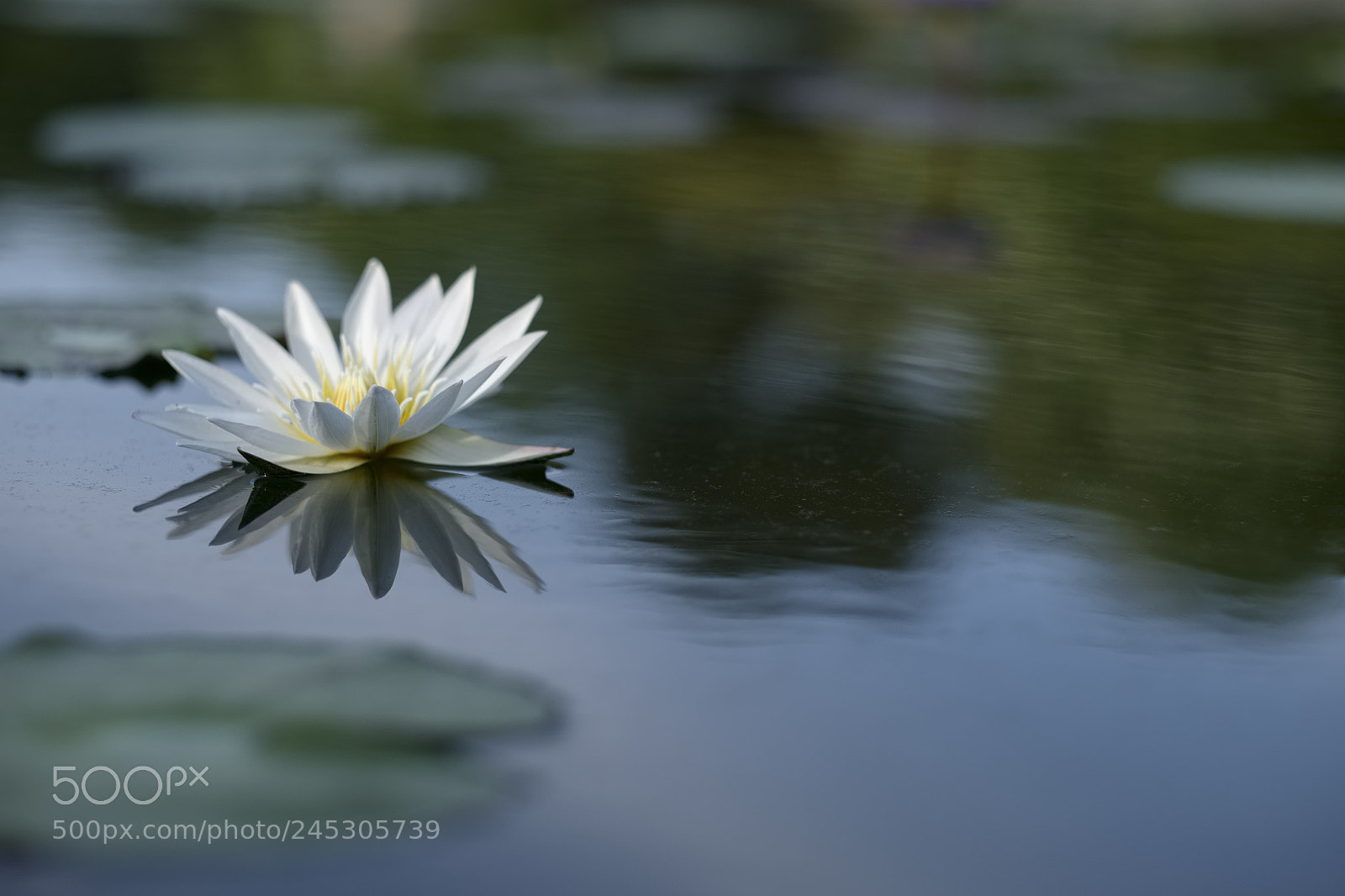 Fujifilm X-T1 sample photo. Lotus reflection photography