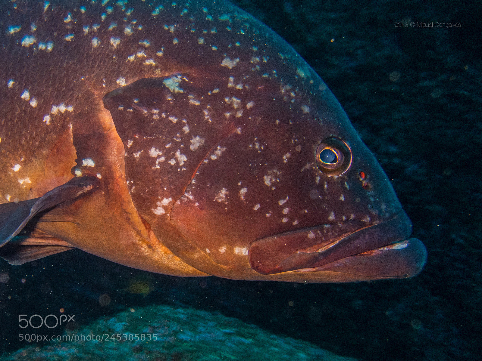 Olympus TG-5 sample photo. Epinephelus marginatus photography