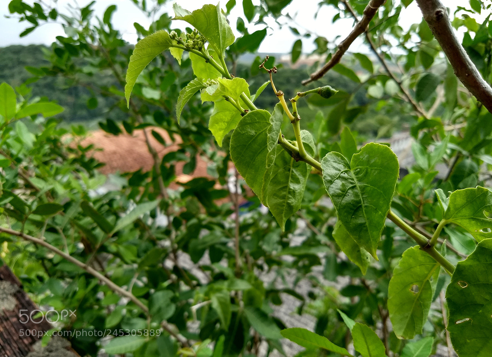 Motorola Moto G (5) Plus sample photo. O verde, o tempo photography