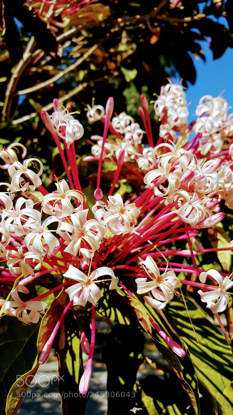 Samsung Galaxy Note5 sample photo. My garden photography