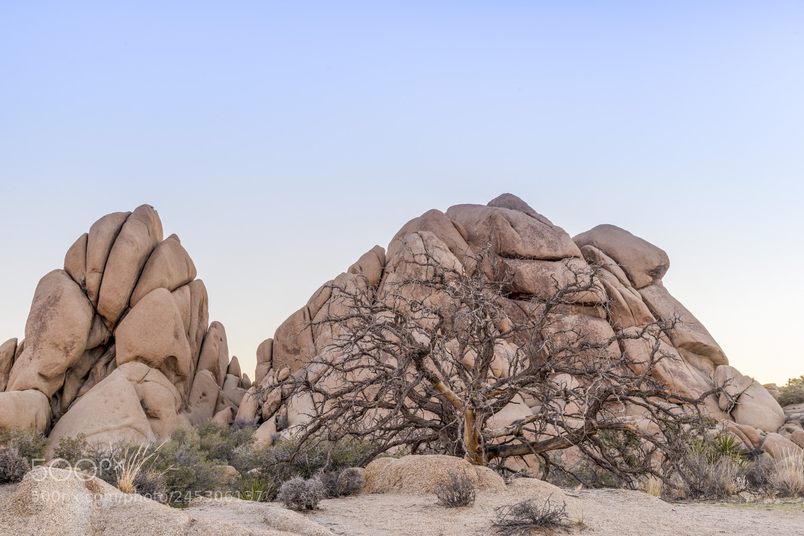 Nikon D850 sample photo. Joshua tree national park photography