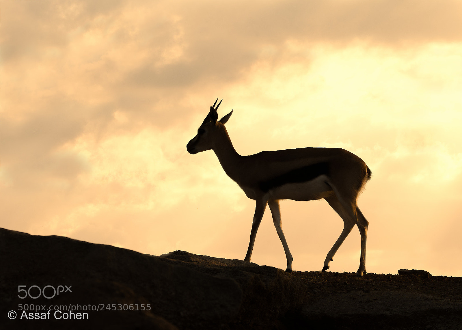 Nikon D7200 sample photo. Gazelle photography